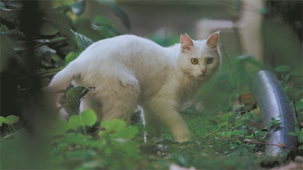 卡车司机与流浪猫的暖心之旅